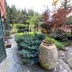 acquisto casa con giardino zona albaro ge